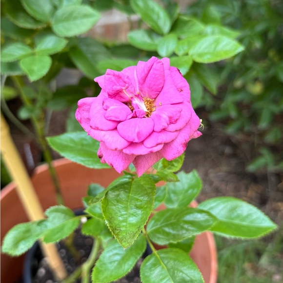 Meet your Posher, Kimcredible - Picture 1 of 1